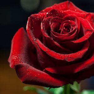 Meet your Posher, Rose